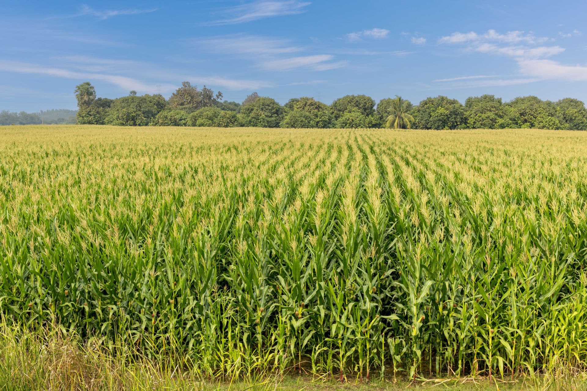Agricultural Powerhouse